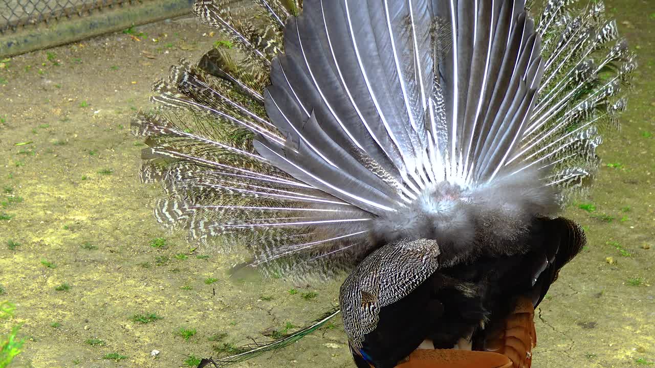 印度(或蓝色)孔雀，孔雀(Pavo cristatus)，向雌孔雀展示他张开的尾巴，并转动他的屁股视频素材