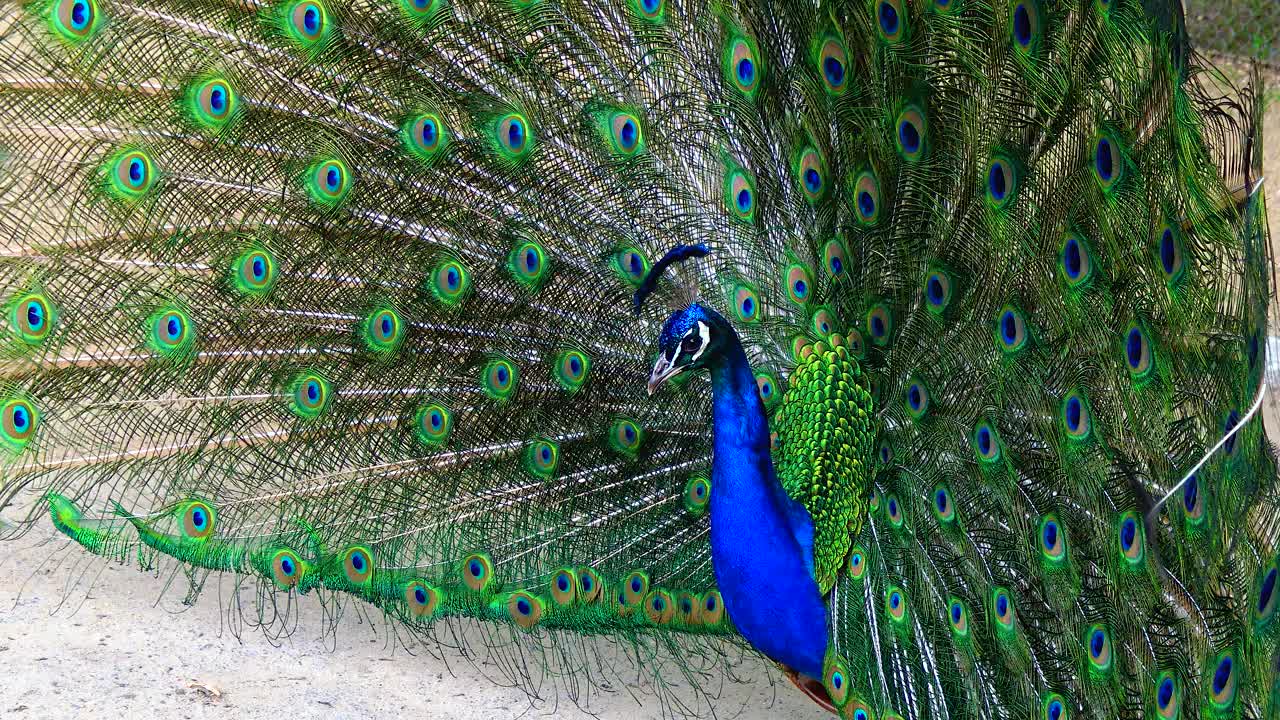 印度(或蓝色)孔雀，孔雀(Pavo cristatus)，向雌孔雀展示他张开的蓬松尾巴视频素材