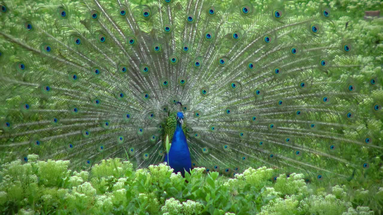 印度(或蓝色)孔雀，孔雀(Pavo cristatus)，向雌孔雀展示他张开的尾巴，并转动他的屁股视频素材