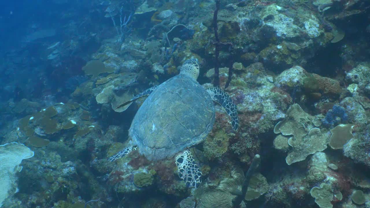 成年玳瑁海龟在巴巴多斯珊瑚礁上游泳视频素材