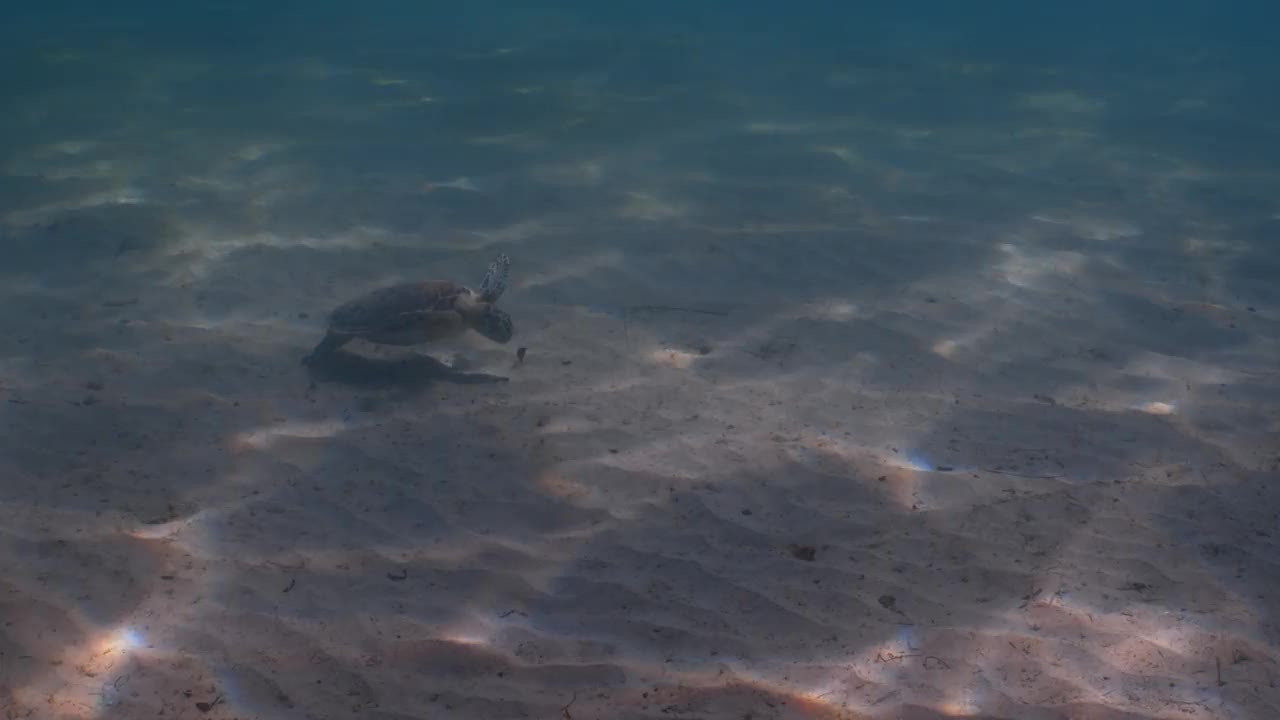 绿海龟幼崽吃海草游泳的水下镜头视频下载