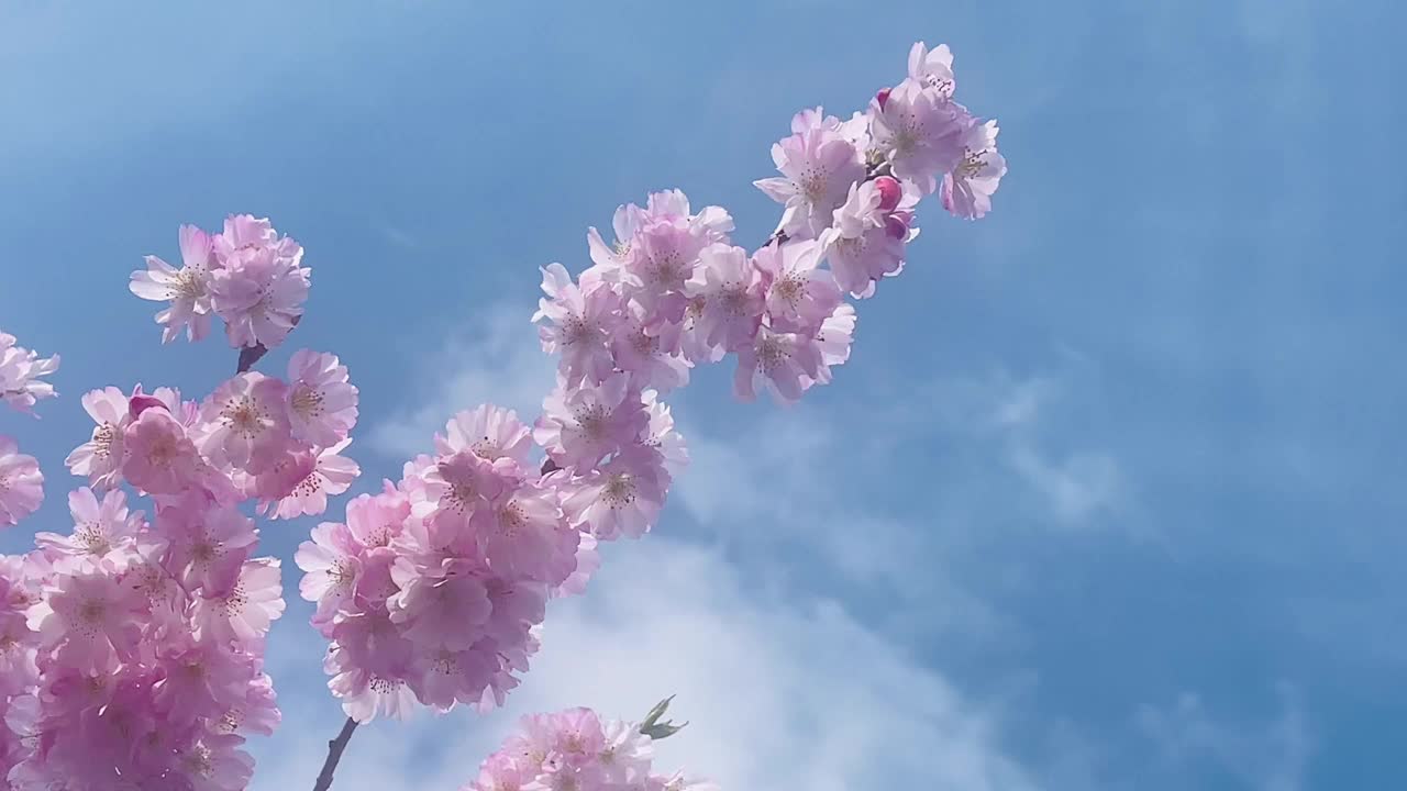 在英国一个阳光明媚的日子里，树上盛开着美丽的粉红色花朵，慢镜头视频素材