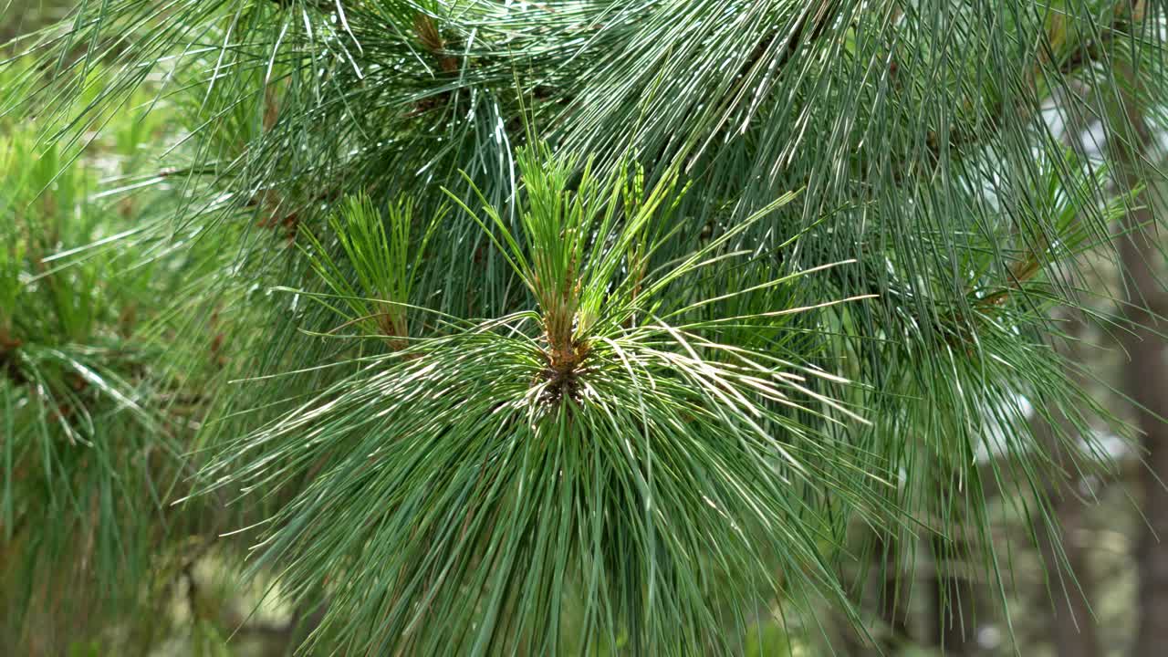 新鲜的幼松花序在山地松林针叶树的树枝上。在阳光明媚的白天森林里有绿色针叶的野生松果视频素材