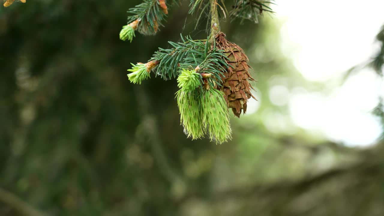 早晨，松林中的针叶树枝上的年轻和成熟的花旗松球果。生态观视频素材