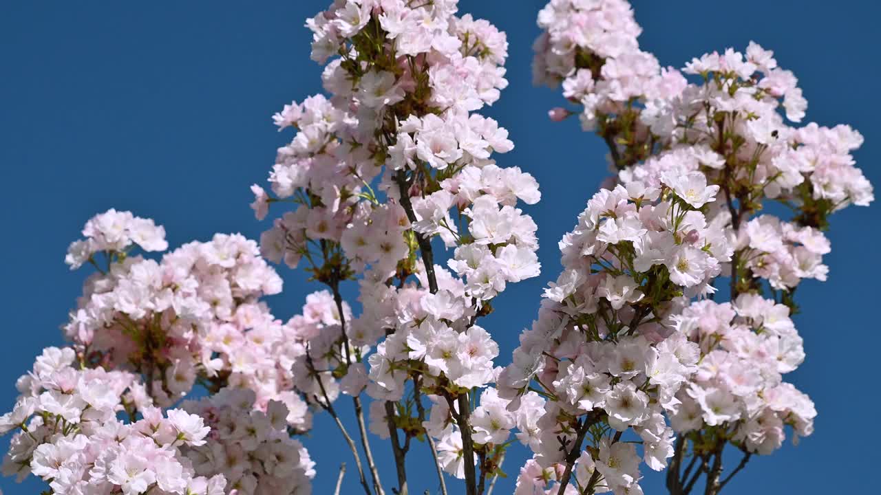 美丽的粉红樱在风中摇曳。日本的樱桃。花的背景。视频素材