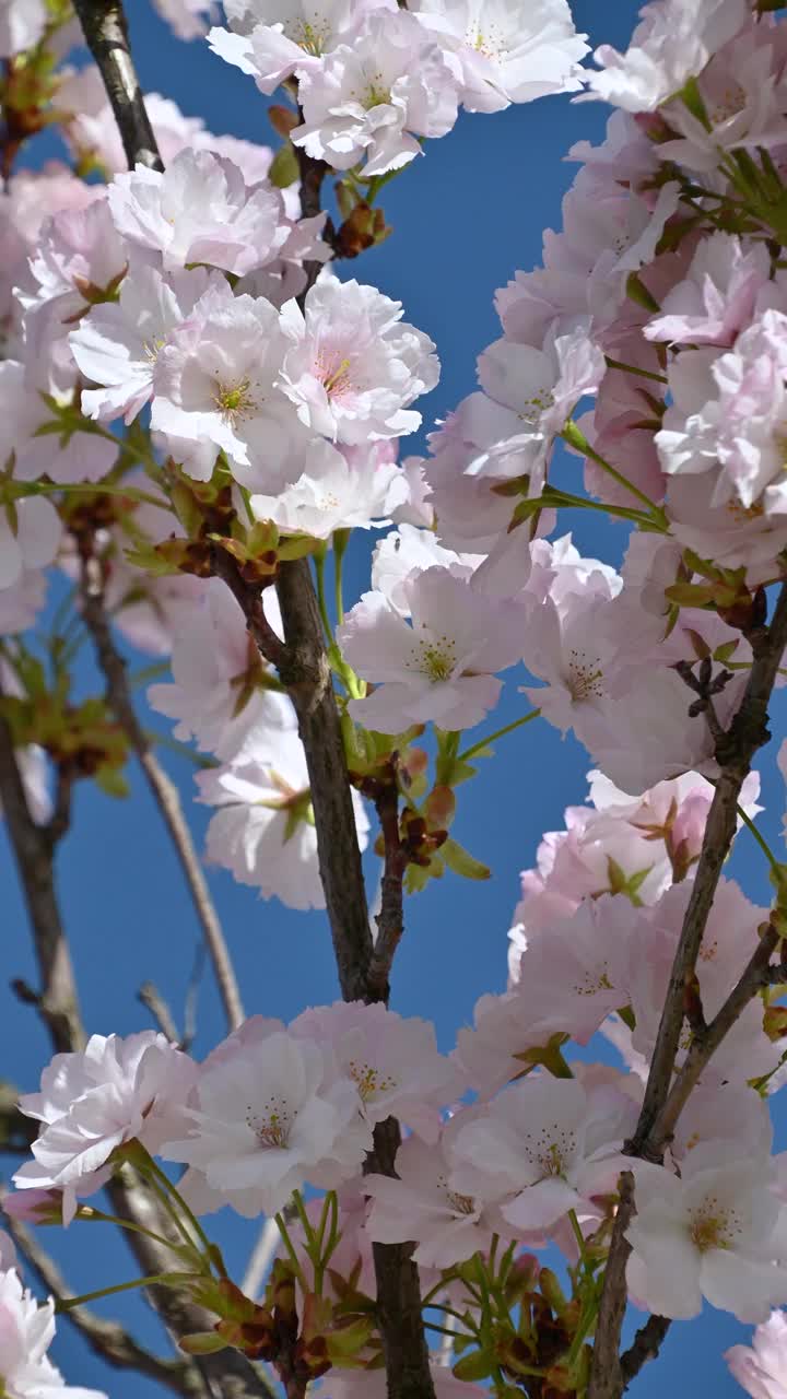 美丽的粉红樱在风中摇曳。日本的樱桃。花的背景。视频素材