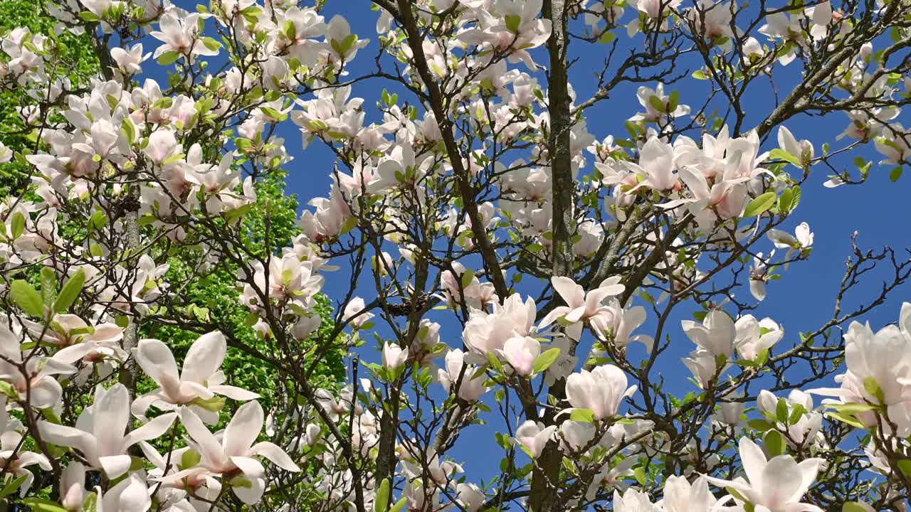 美丽的白玉兰花。白玉兰、百合树、玉兰。花的背景。视频素材