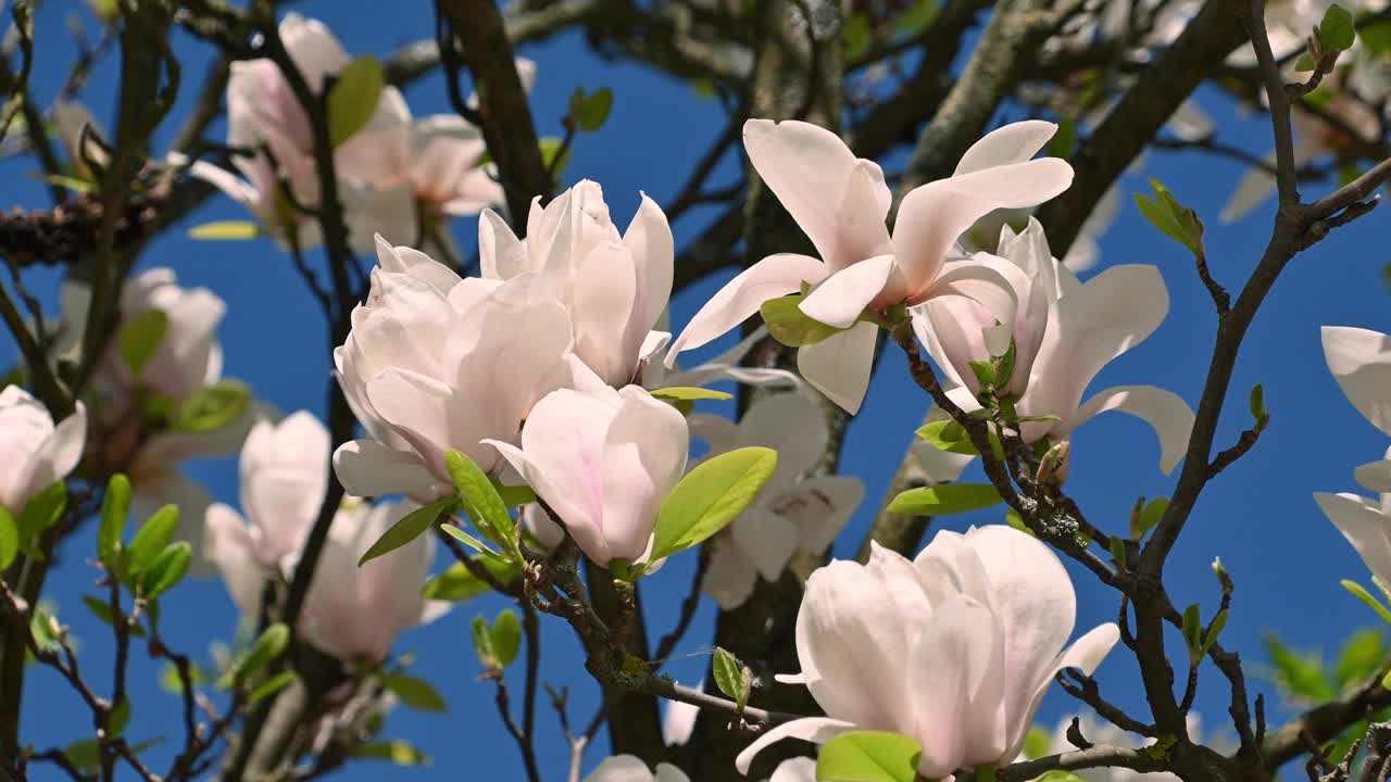 美丽的白玉兰花。白玉兰、百合树、玉兰。花的背景。视频素材