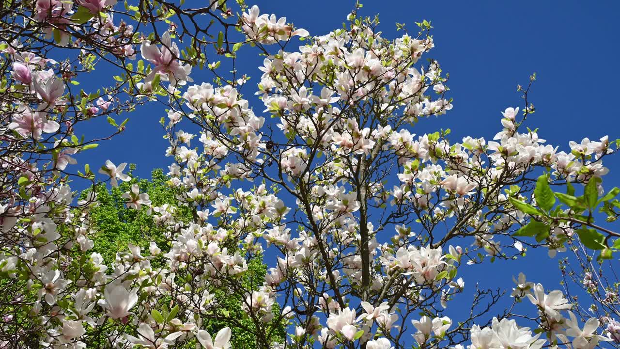 美丽的白玉兰花。白玉兰、百合树、玉兰。花的背景。视频素材