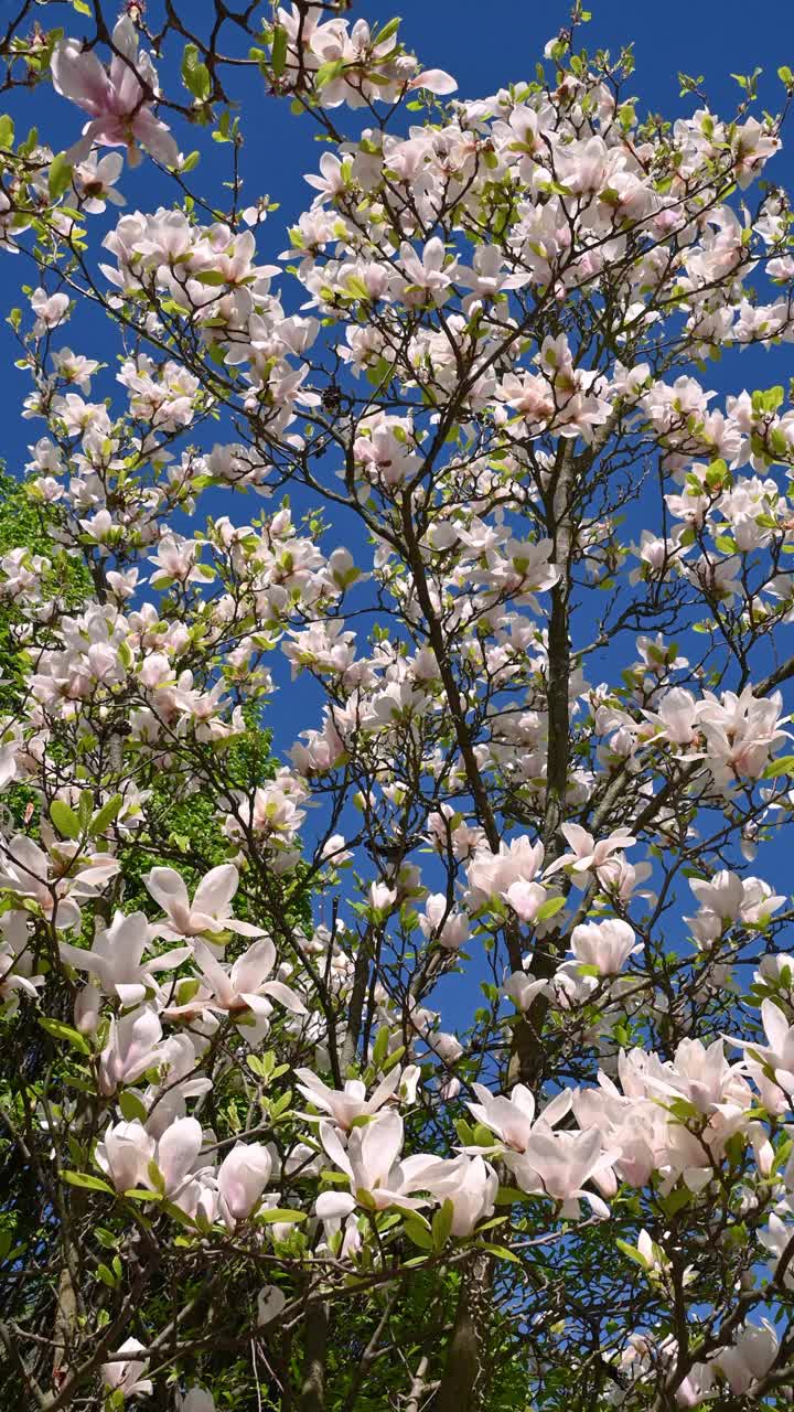 美丽的白玉兰花。白玉兰、百合树、玉兰。花的背景。视频素材