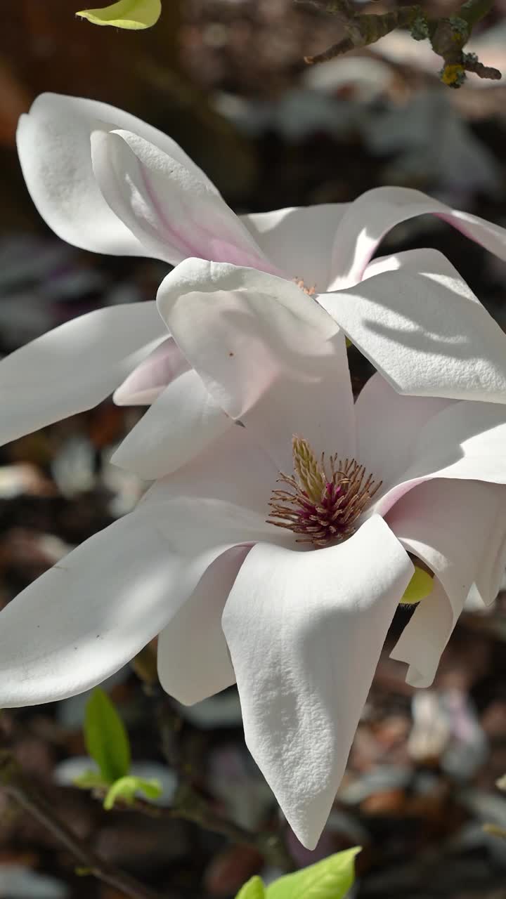 大朵白玉兰花，特写。白玉兰、百合树、玉兰。花的背景。视频素材