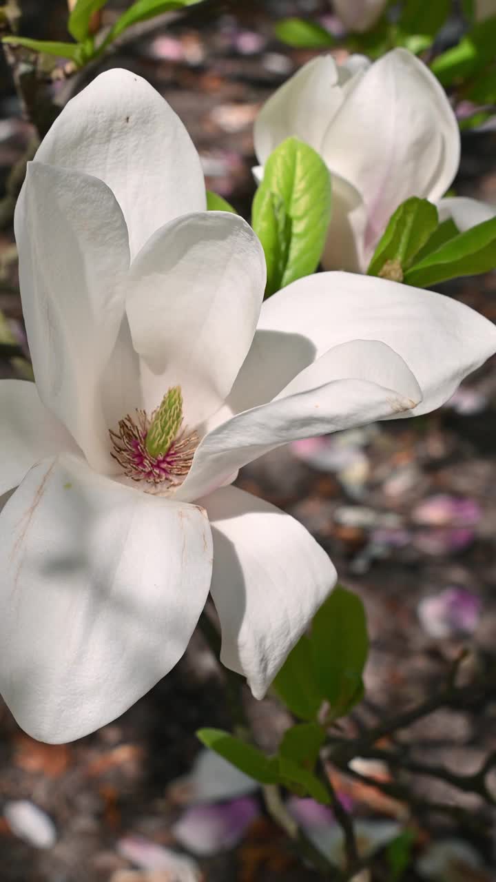 大朵白玉兰花，特写。白玉兰、百合树、玉兰。花的背景。视频素材