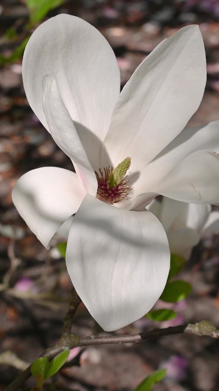 大朵白玉兰花，特写。白玉兰、百合树、玉兰。花的背景。视频素材