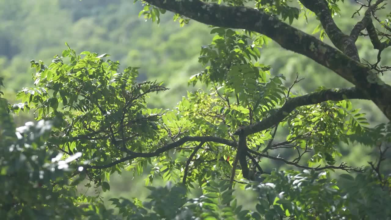 夏日午后阳光下葱郁的绿叶。视频素材