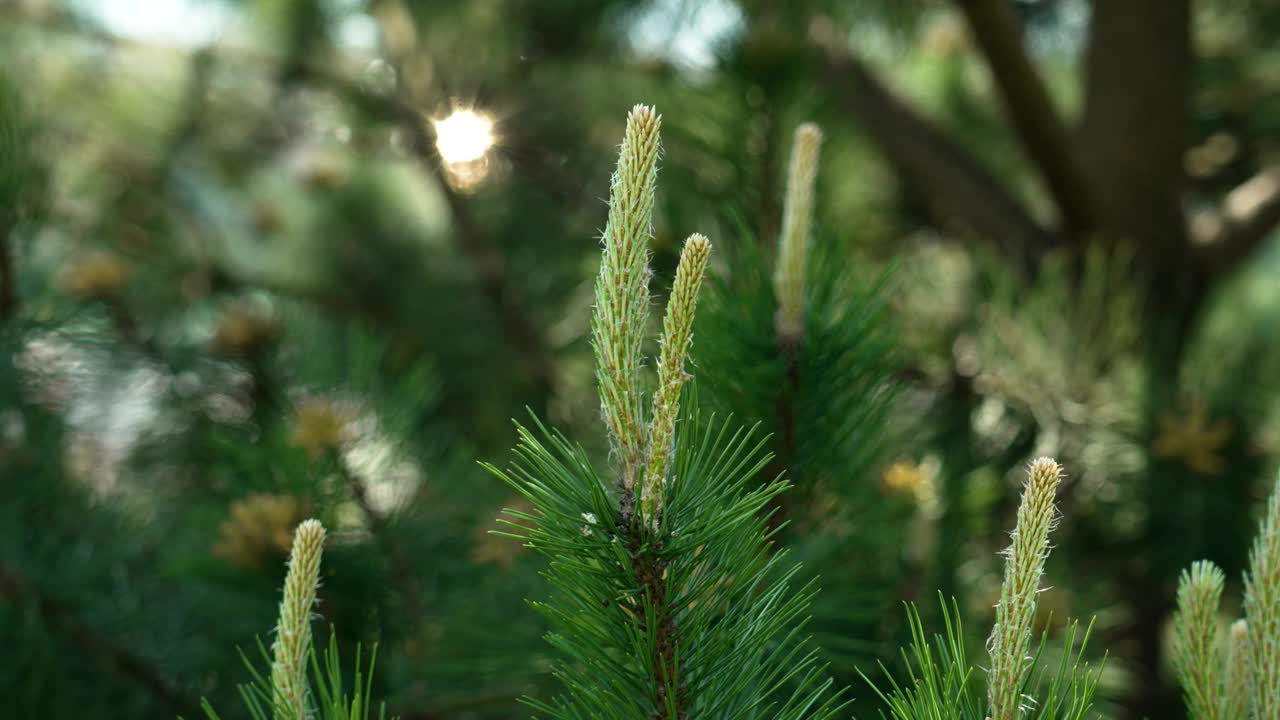 白天，一棵黑松树的幼嫩球果和绿色针叶紧密相连视频素材