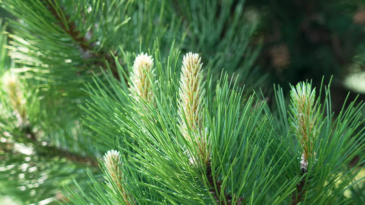 在阳光明媚的日子里，一棵黑松(Pinus nigra)树的针叶球果和郁郁葱葱的绿色针叶接近视频素材