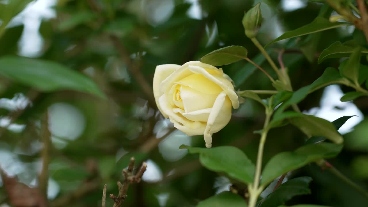 特写黄色野狗玫瑰花在风中摇曳视频素材