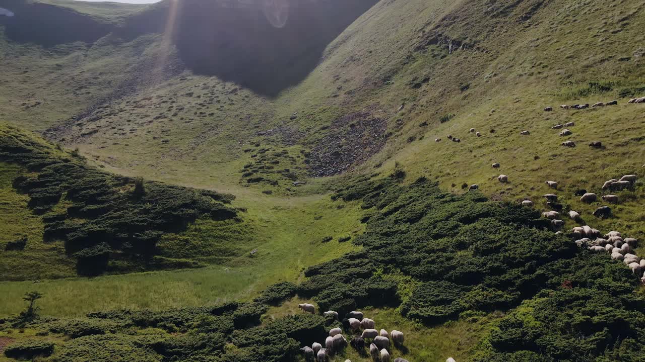 喀尔巴阡山区牧羊航拍图视频素材