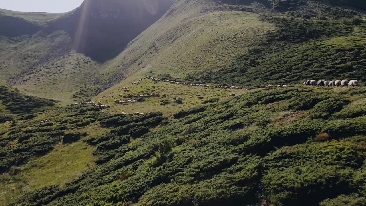 喀尔巴阡山脉草地和放牧的绵羊视频素材