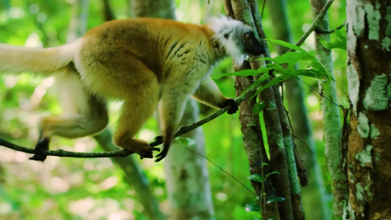 彩冠狐猴，(Propithecus diadema)濒危的特有动物，栖息在热带雨林的树上，安达西贝-曼塔迪亚国家公园-阿纳马祖特拉，马达加斯加野生动物视频素材