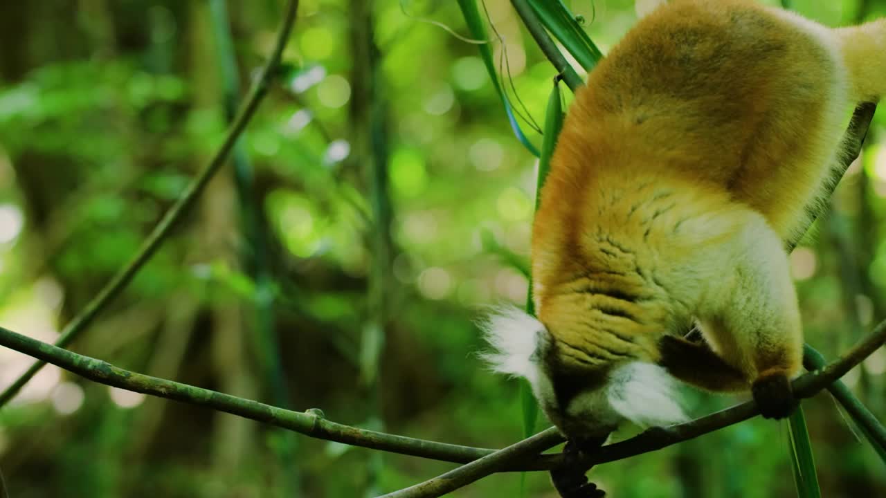 彩冠狐猴，(Propithecus diadema)濒危的特有动物，栖息在热带雨林的树上，安达西贝-曼塔迪亚国家公园-阿纳马祖特拉，马达加斯加野生动物视频素材