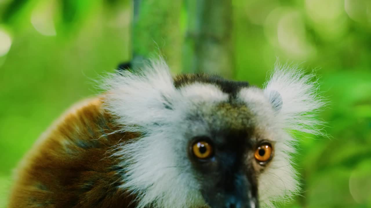 马达加斯加雨林，一只白头狐猴(Eulemur albirons)正在舔树干视频素材