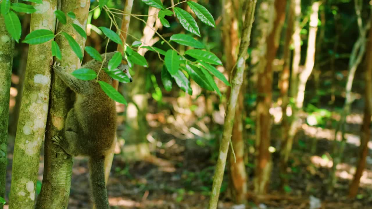 冠狐猴(冠狐猴)在林冠上跳跃。阿纳拉梅拉国家公园，马达加斯加视频素材