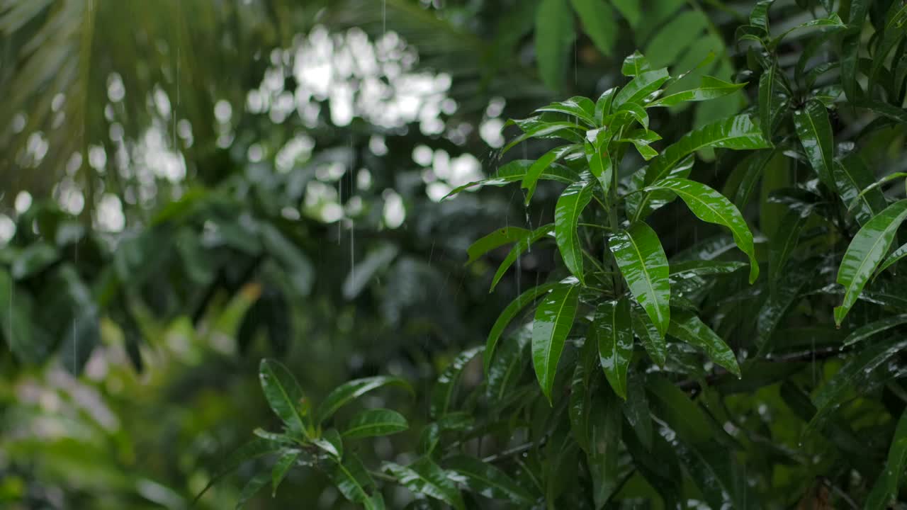 雨中白花绿叶的陆生植物特写视频素材