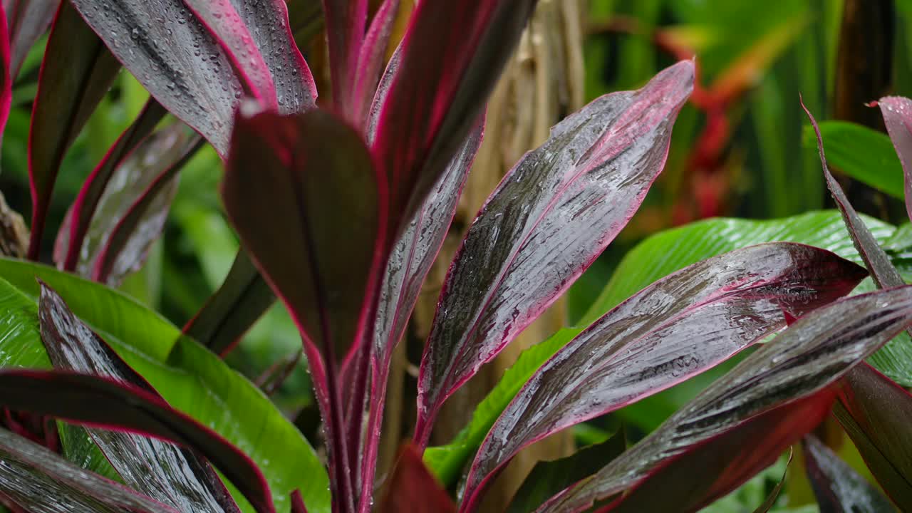 开花植物的特写，红色和绿色的叶子视频素材