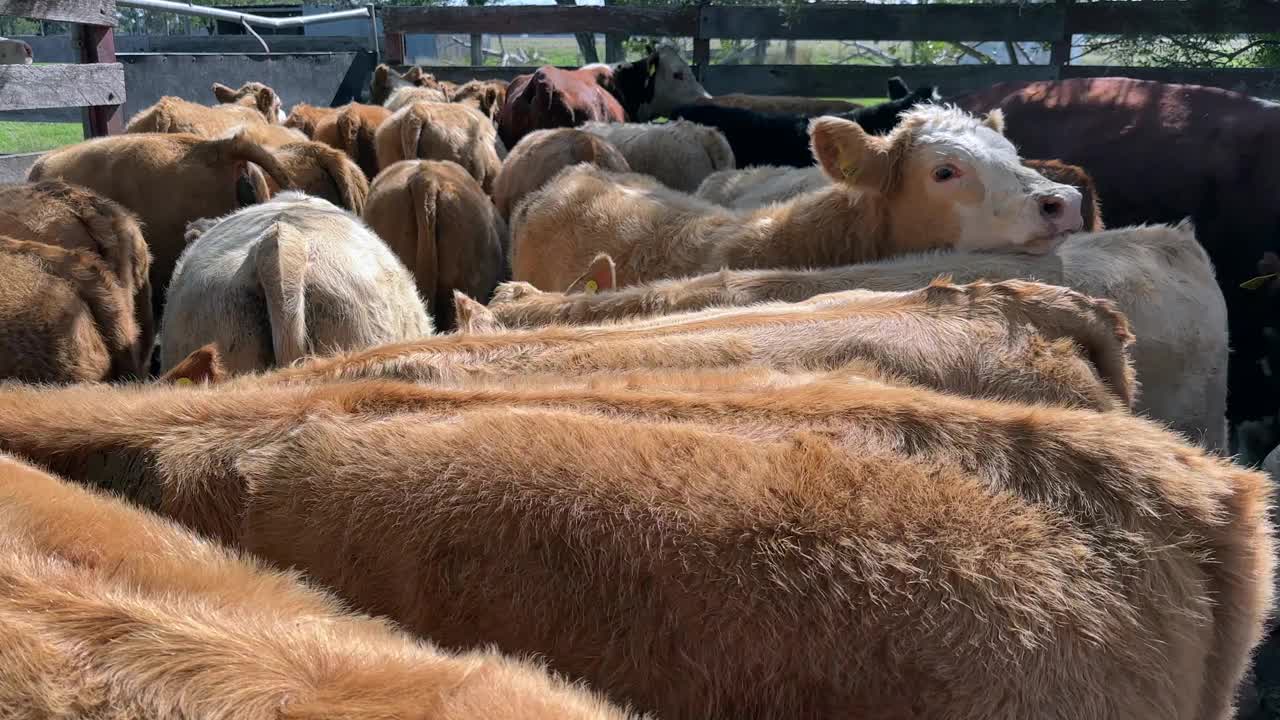 在牛场或畜栏中活动的一群带着小牛的肉牛视频素材