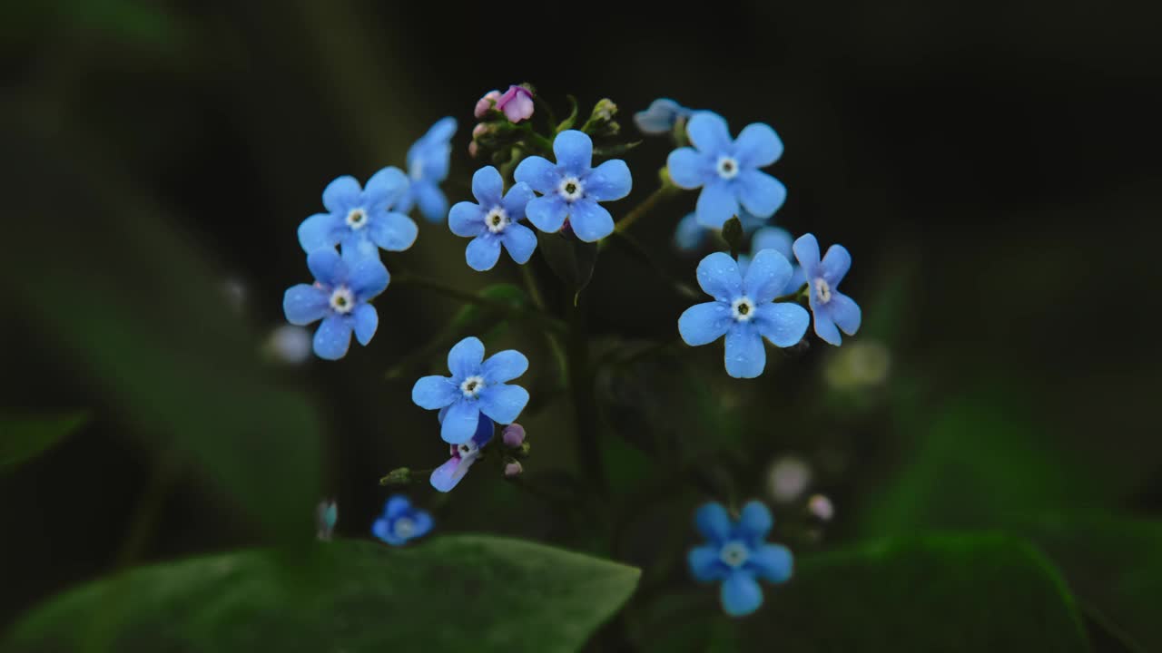 蝎子草，花。自然背景。视频素材