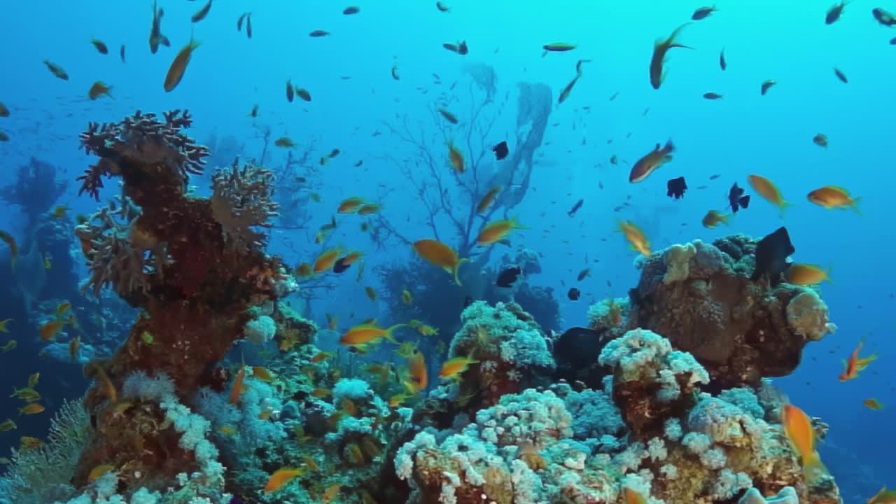 一大群鱼在海里游泳视频素材