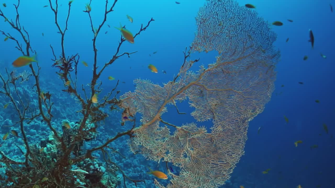 有一大块浮木的珊瑚礁视频素材