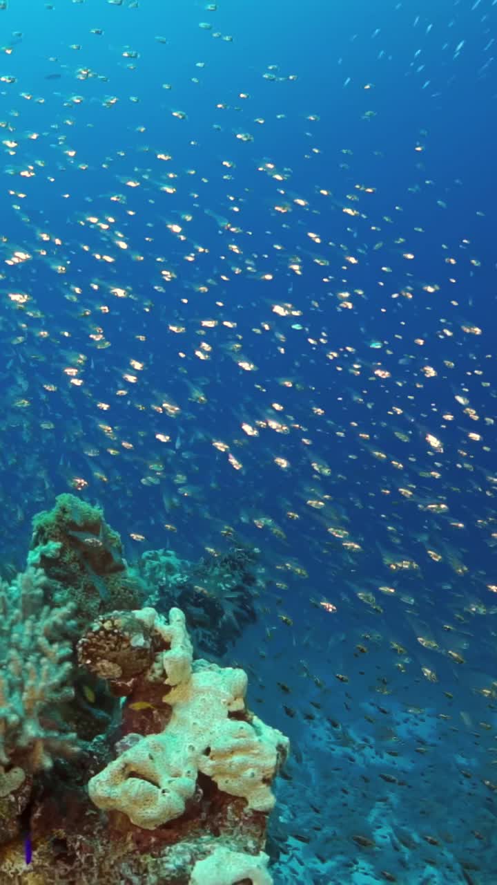 一群鱼在海里游泳视频素材