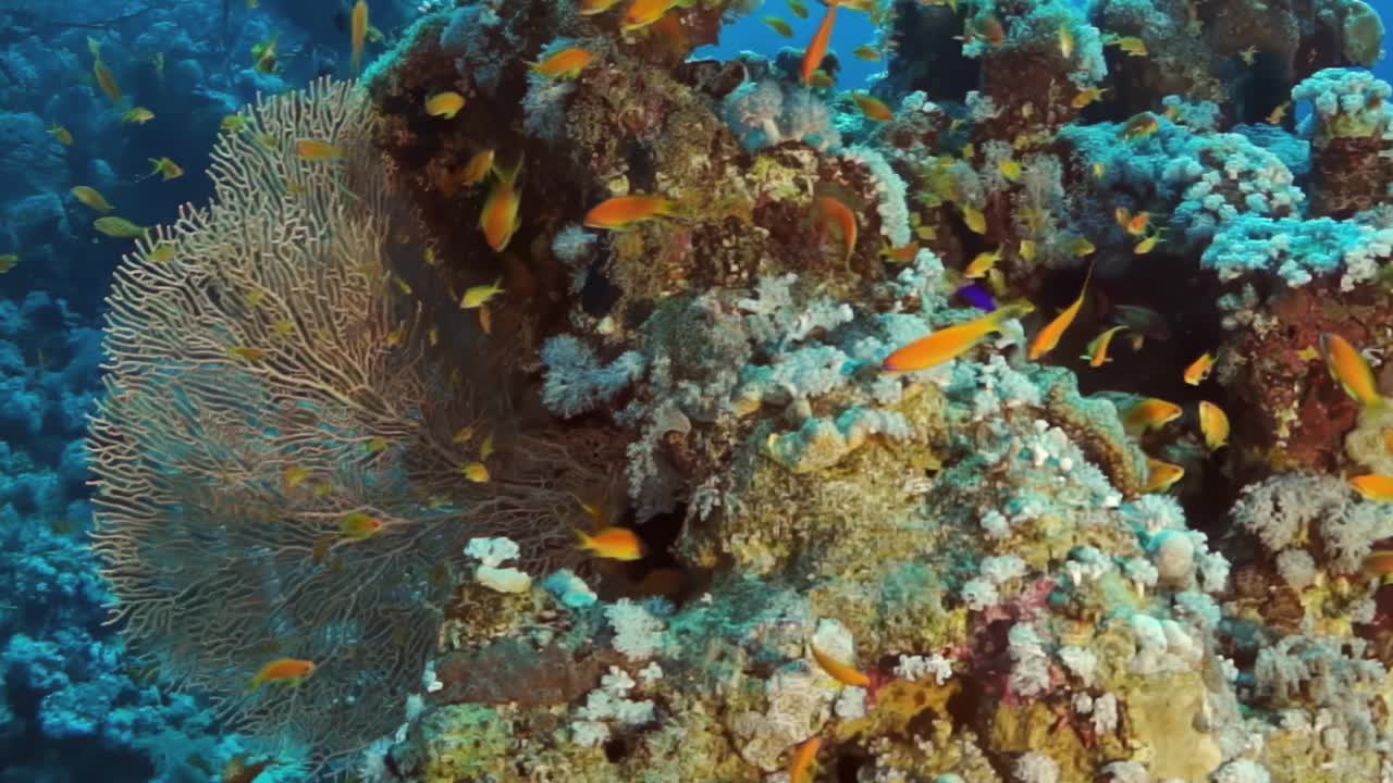 一个珊瑚礁，有一大扇珊瑚和许多鱼在它周围游泳视频素材