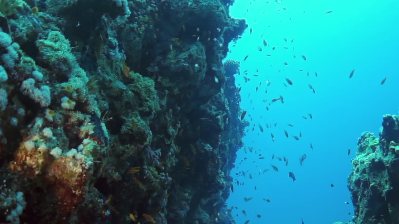 一大群鱼在海里游泳视频素材