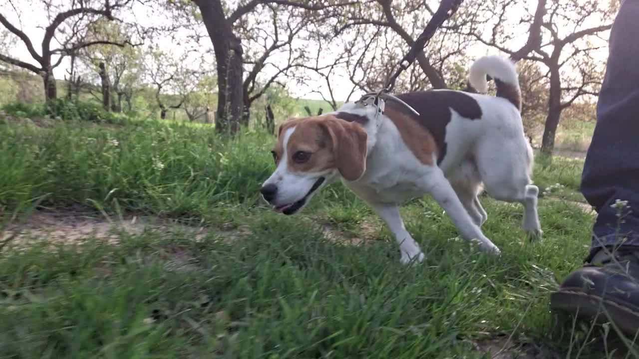 一只狗在乡间散步。与小猎犬在乡间散步。爱动物的概念，照顾宠物。视频素材