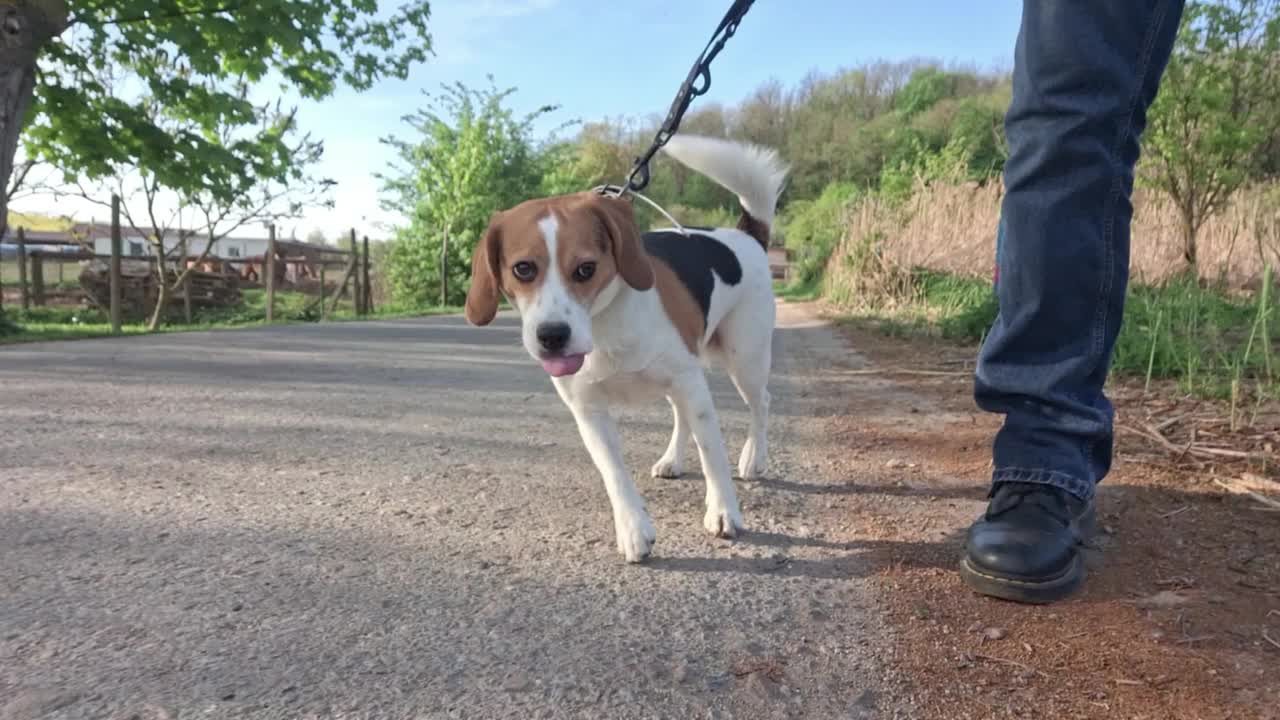 拴着皮带的小猎犬。猎狗在乡间散步。一只狗走过一个乡村农场。训练小猎犬服从的概念。视频素材