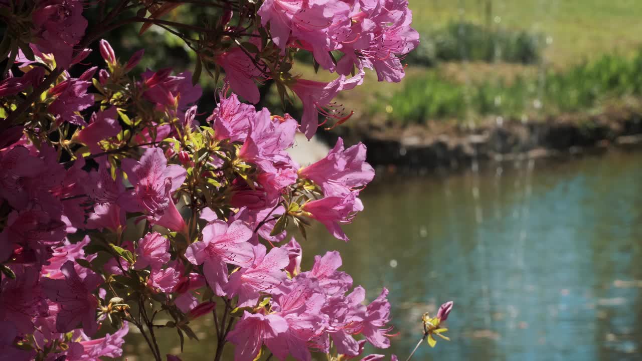 充满活力的粉红色杜鹃花在一个阳光明媚的日子里在公园里俯瞰一个宁静的池塘视频素材