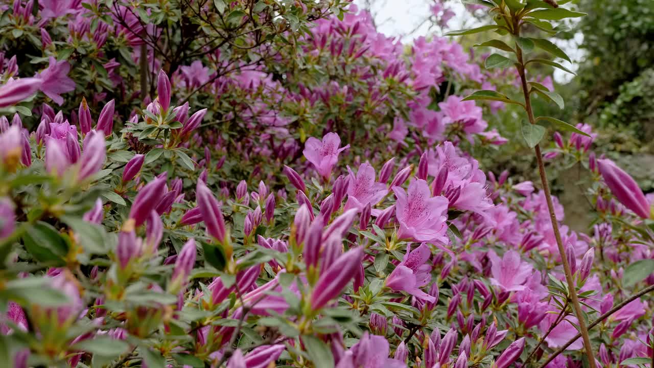 郁郁葱葱的春天杜鹃花公园展示在盛开视频素材