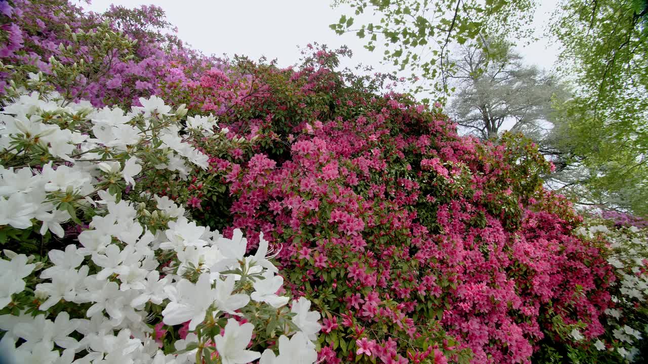 生机勃勃的杜鹃花和杜鹃花在城市公园里盛开视频素材