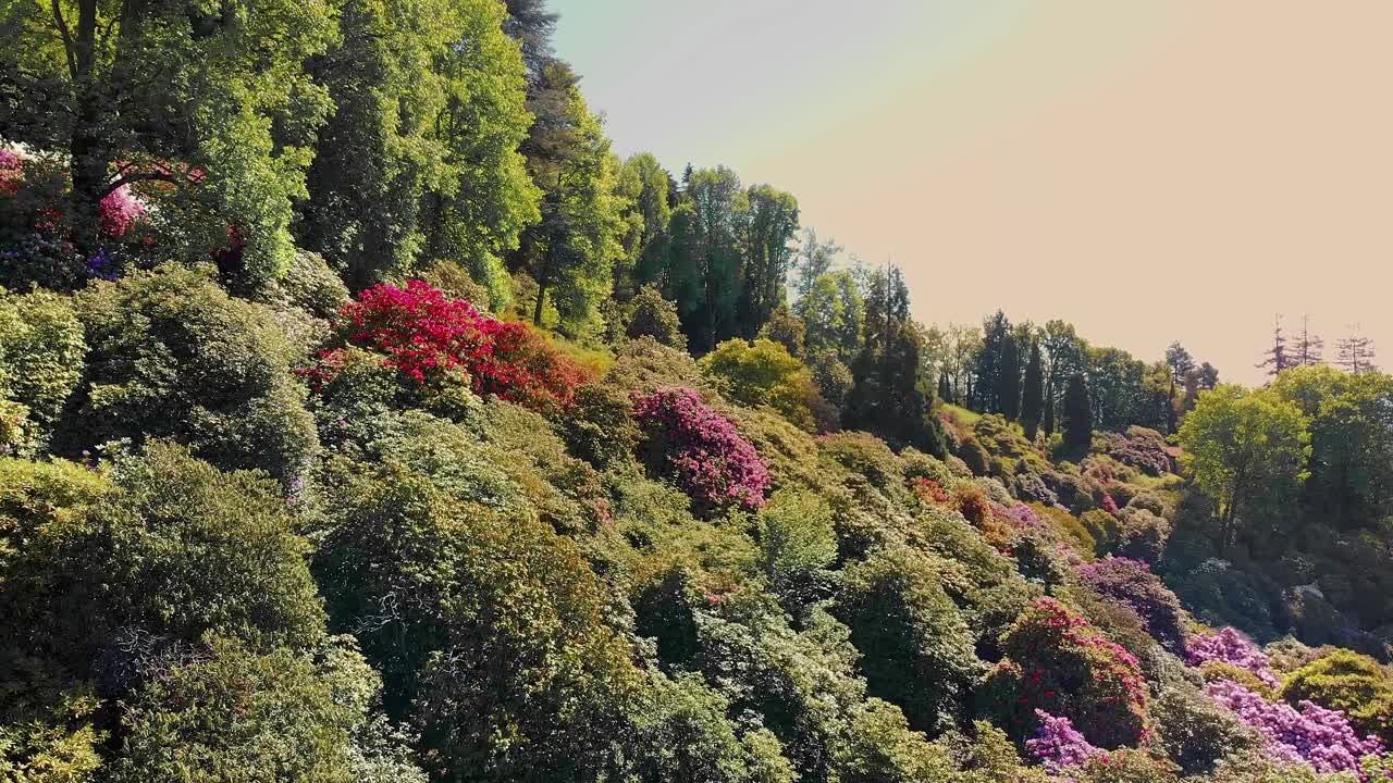 翠绿的春天山坡上覆盖着盛开的杜鹃花。理想的墙壁艺术或自然相关的编辑内容视频素材