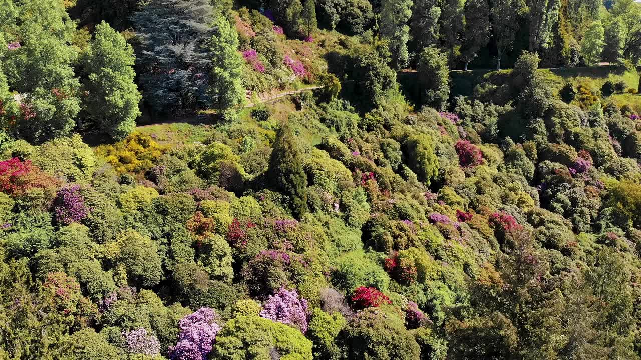 郁郁葱葱的春天在森林景观中绽放，俯瞰山谷。森林景观与充满活力的红色和紫色的花朵——鸟瞰图。视频素材