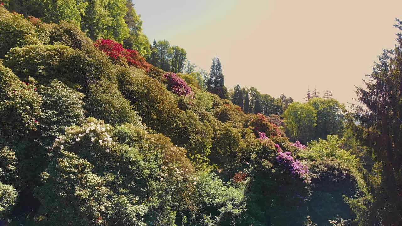 郁郁葱葱的春天在森林景观中绽放，俯瞰山谷。森林景观与充满活力的红色和紫色的花朵——鸟瞰图。视频素材