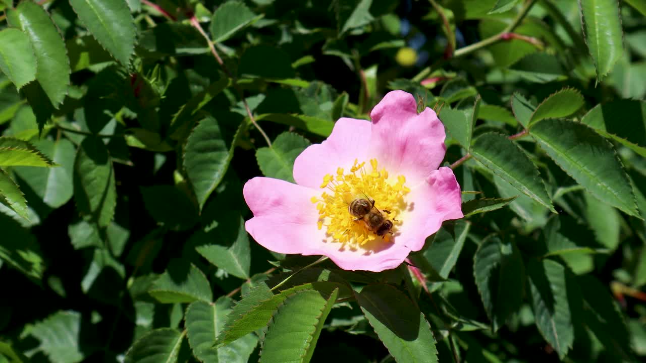 蜜蜂从盛开的野玫瑰上收集花粉视频素材