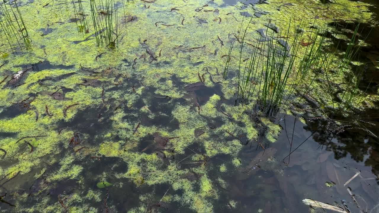 阳光明媚的一天，一个充满活力的沼泽地，有丰富的绿藻和稀疏的芦苇，反射水面视频素材