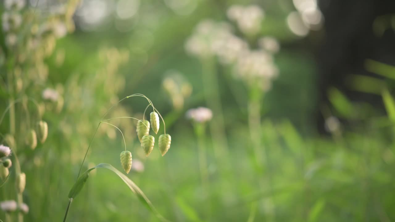 大草在春天的风中摇曳。视频下载