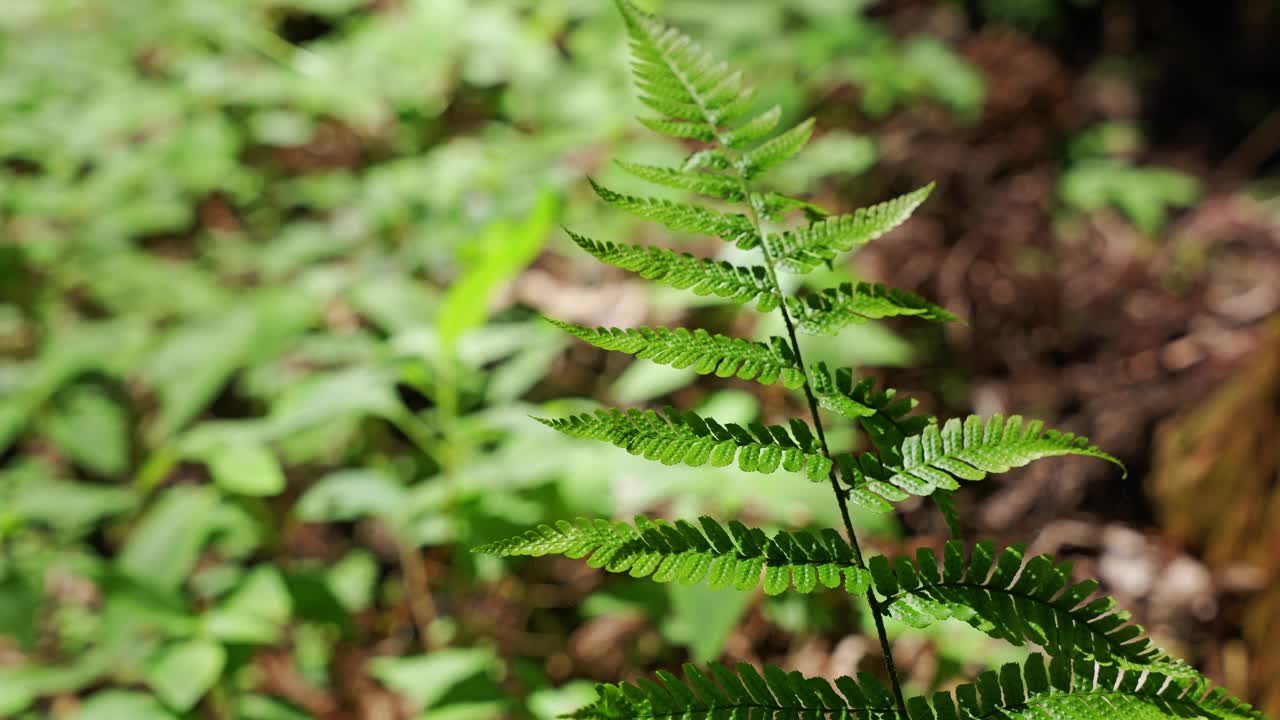 蕨类植物生长在森林里视频素材