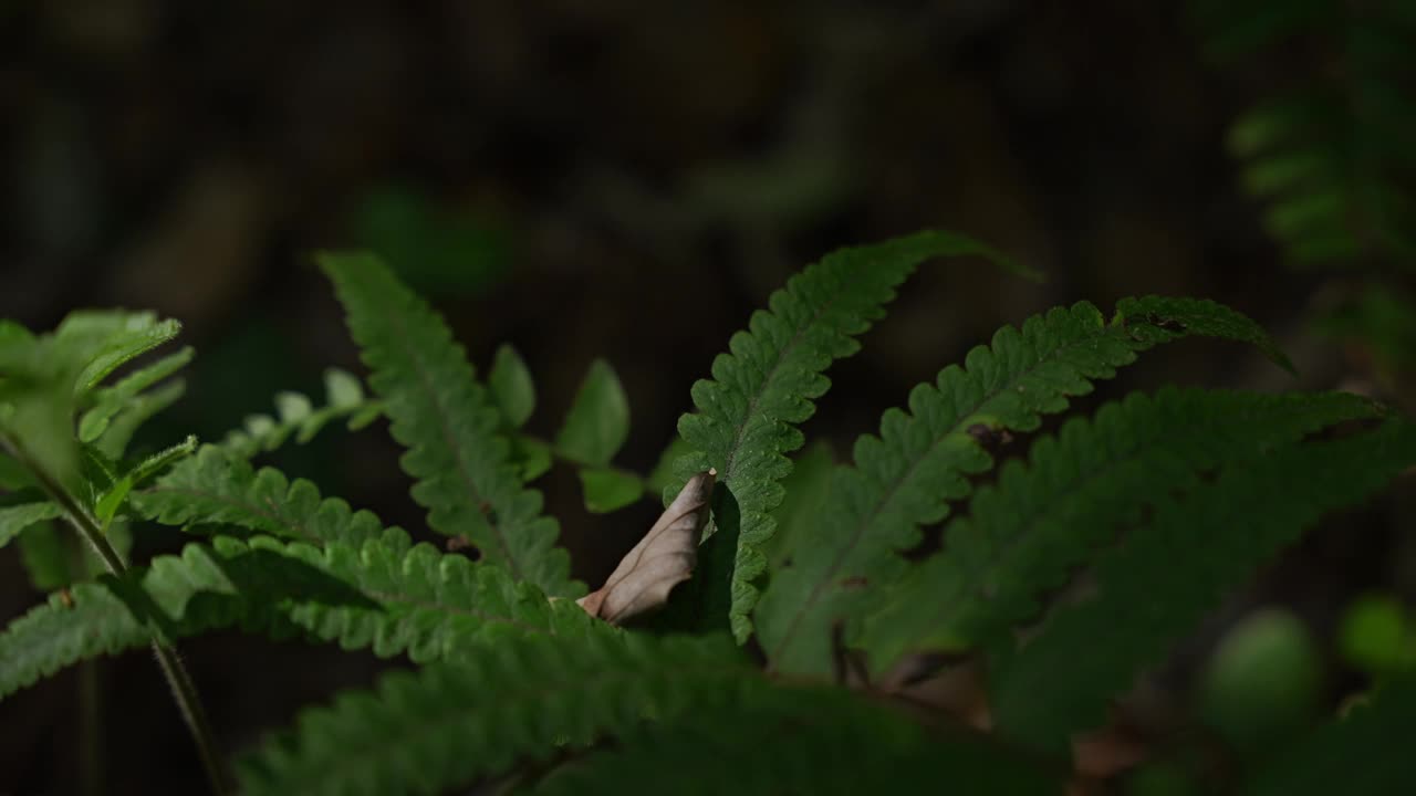 蕨类植物生长在森林里视频素材