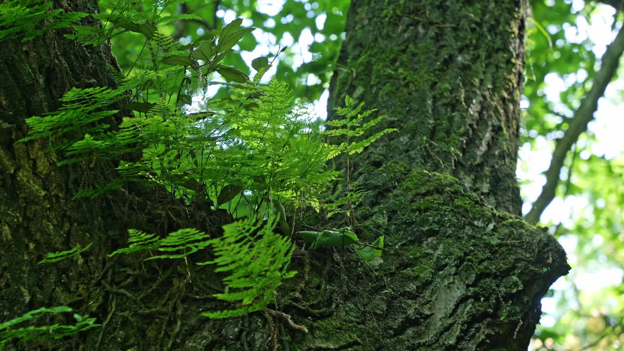 蕨类植物生长在森林里视频素材